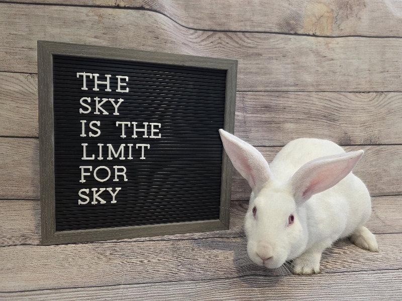 Enlarge Sky, a Adoptable Florida White in Columbus, OH image 1/1