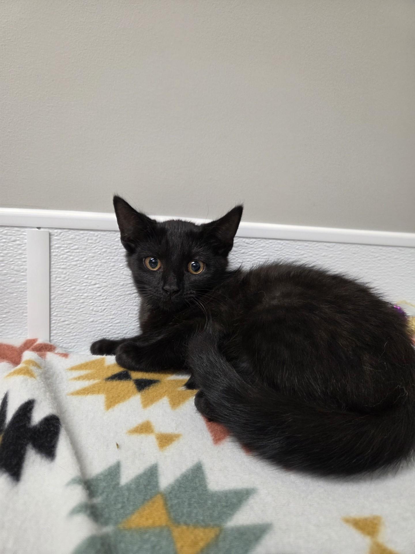 Enlarge WIndex, a ADOPTABLE mixed breed in Shepherdsville, KY image 2/2