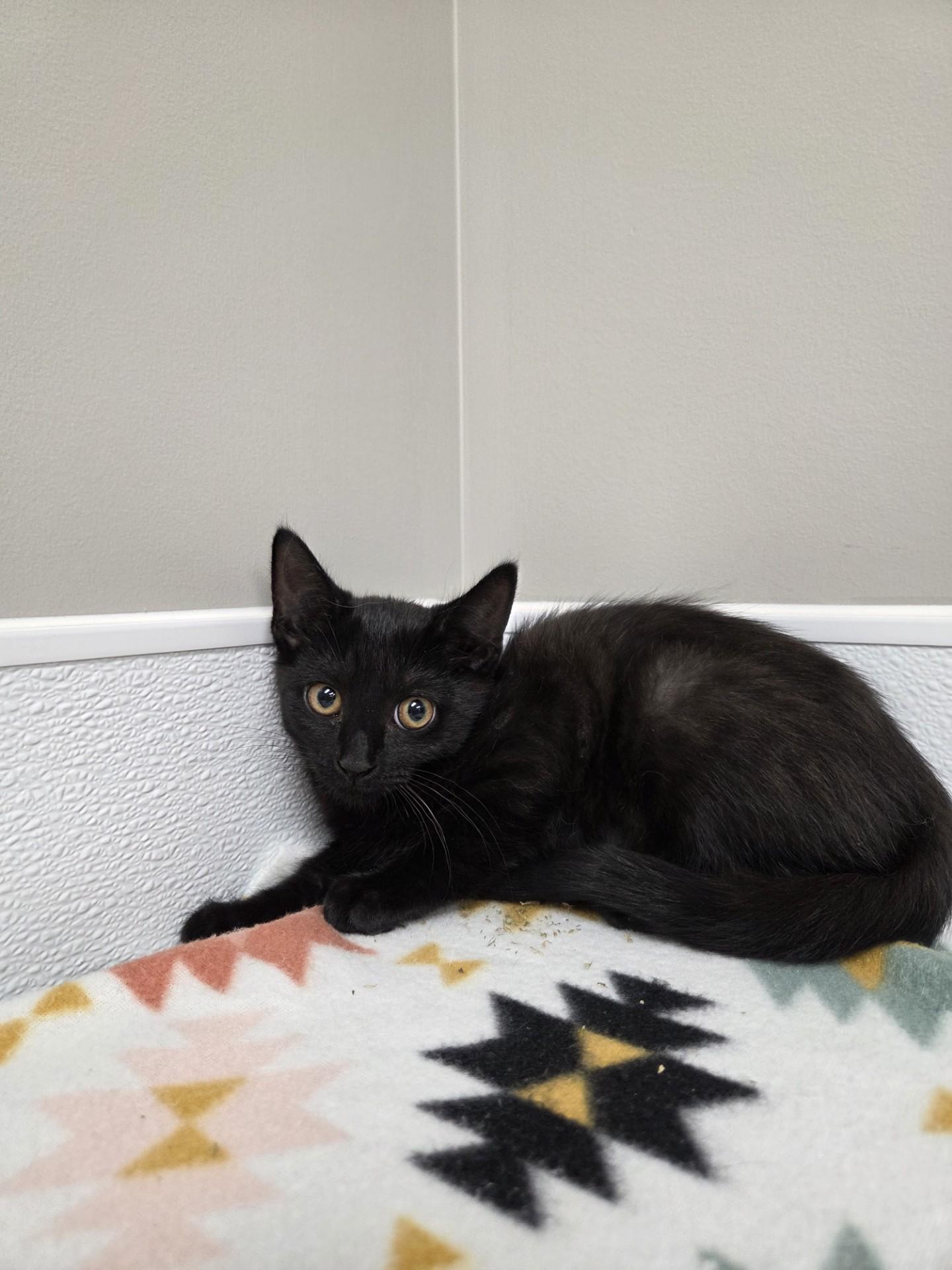 WIndex, ADOPTABLE, Kitten Female Domestic Short Hair.