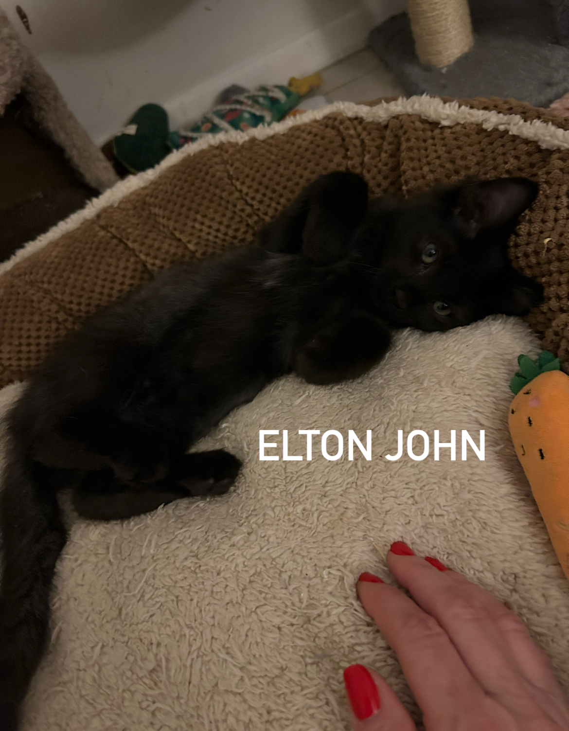 Cat for adoption Elton John, a Domestic Medium Hair in Maitland, FL
