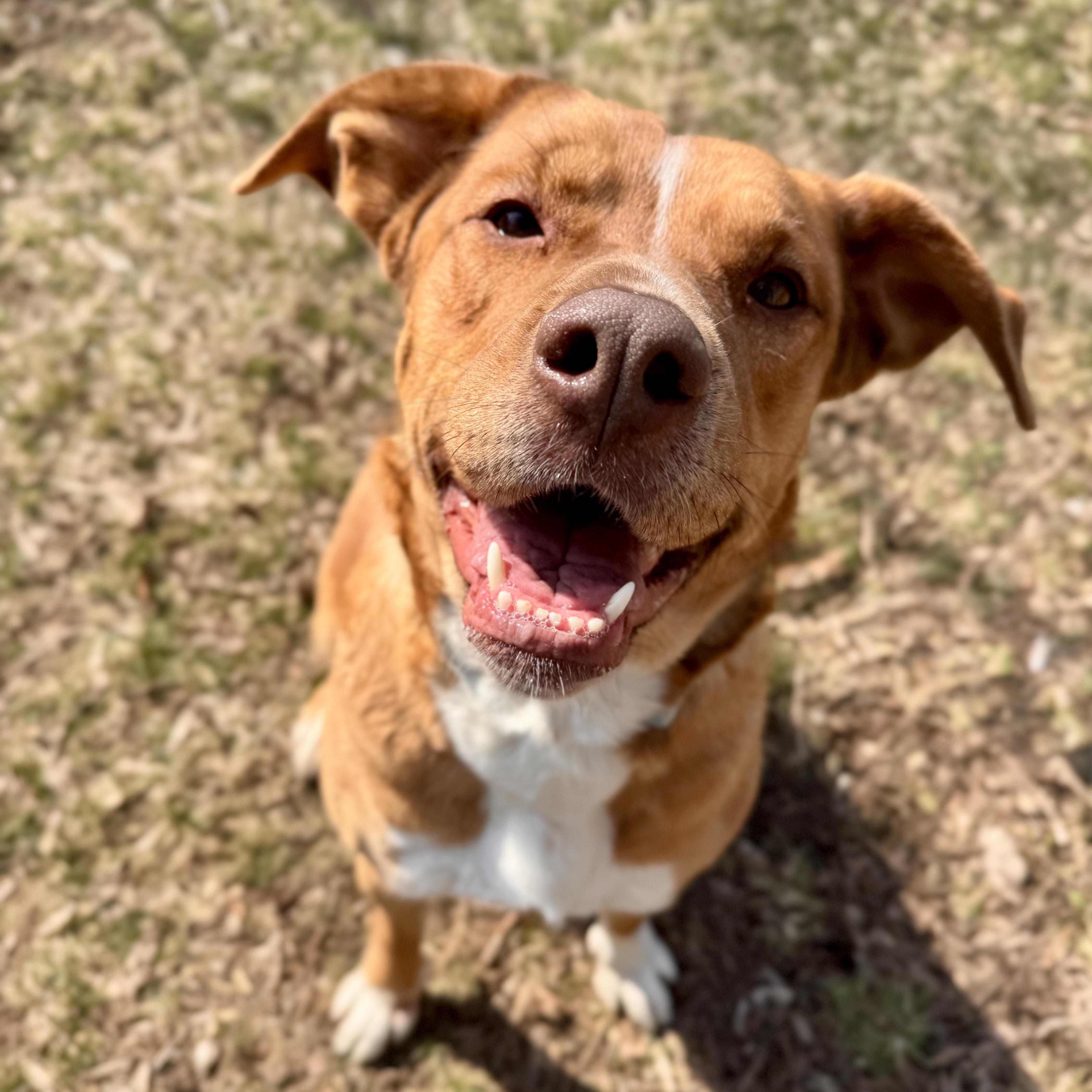 Enlarge Valkyrie, a ADOPTABLE Mixed Breed in Midland, MI image 4/6