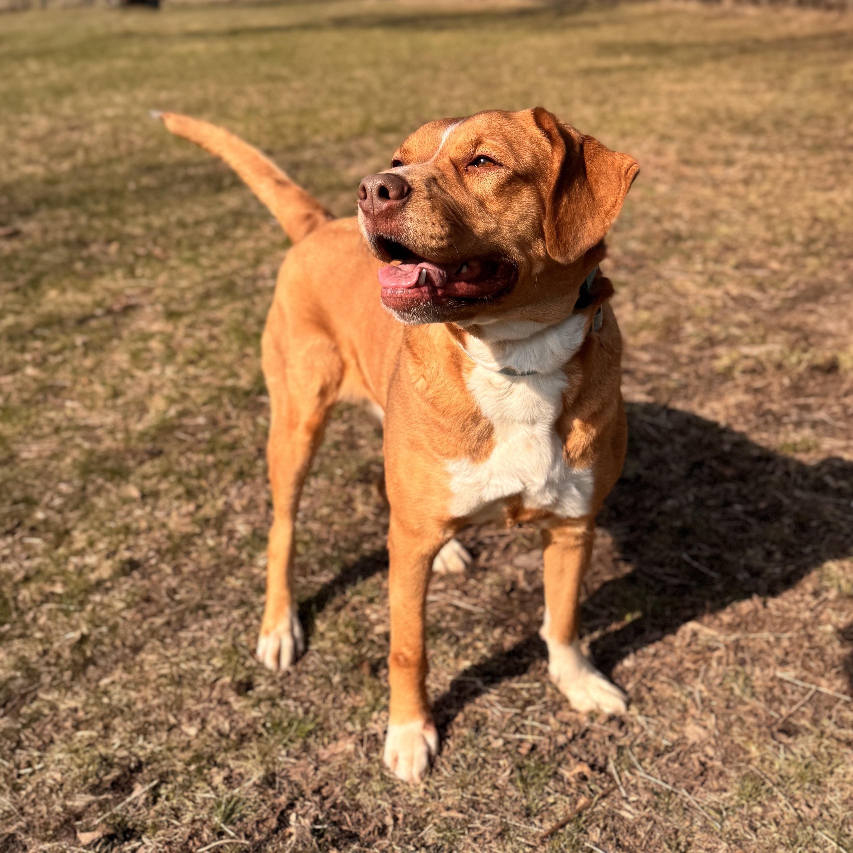 Enlarge Valkyrie, a ADOPTABLE Mixed Breed in Midland, MI image 6/6