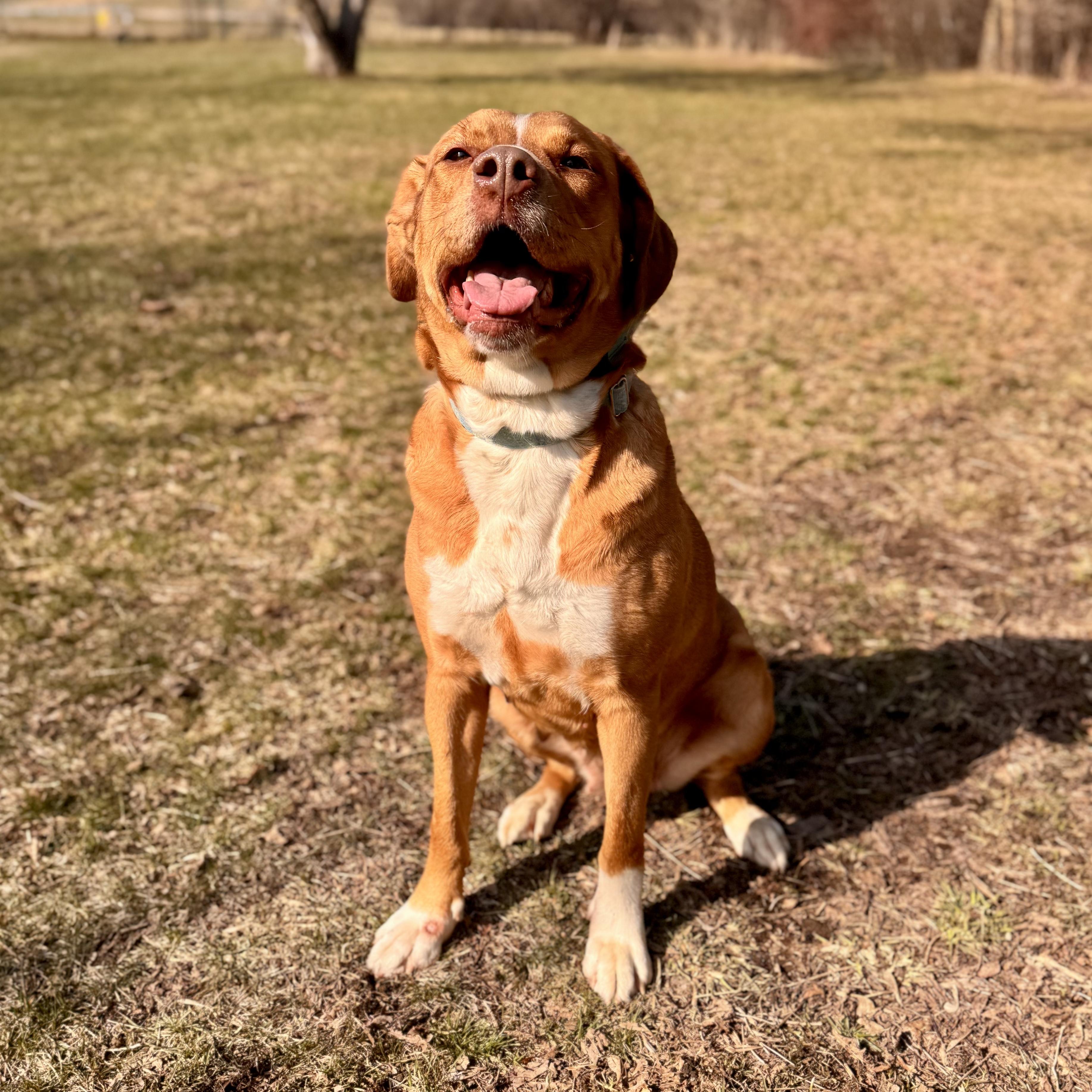 Enlarge Valkyrie, a ADOPTABLE Mixed Breed in Midland, MI image 2/6