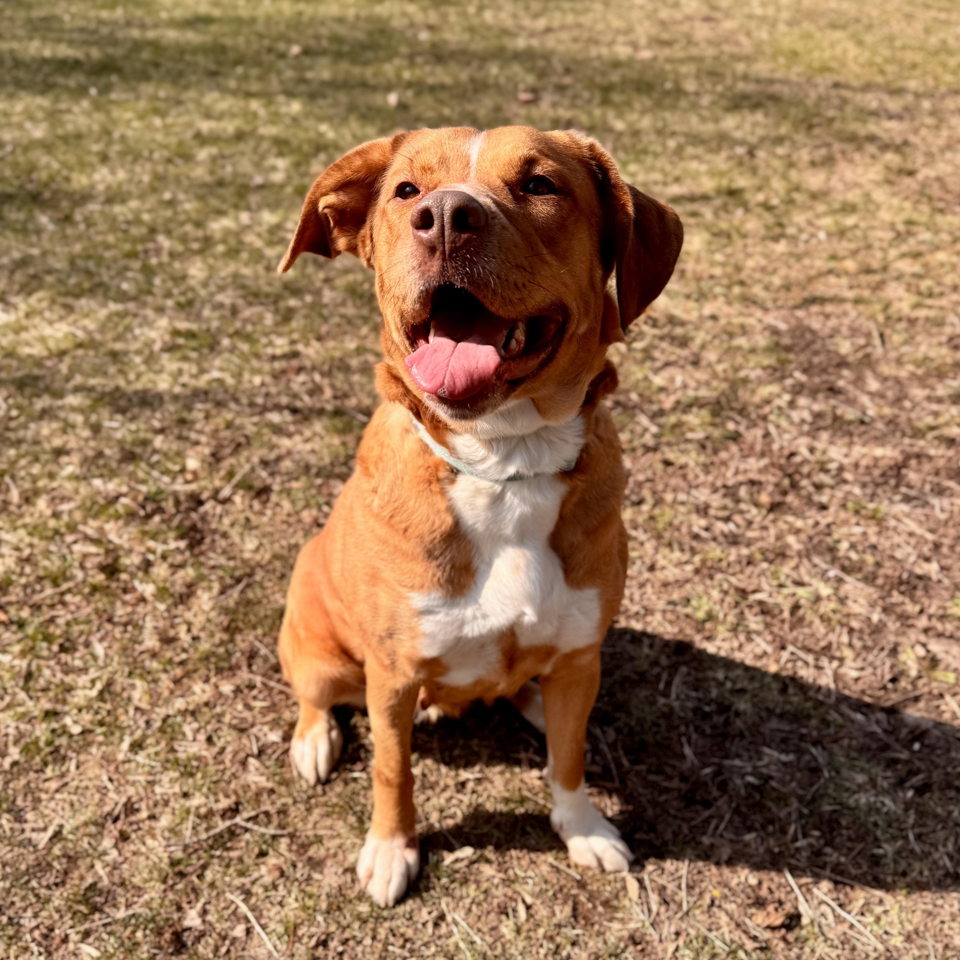 Enlarge Valkyrie, a ADOPTABLE Mixed Breed in Midland, MI image 5/6
