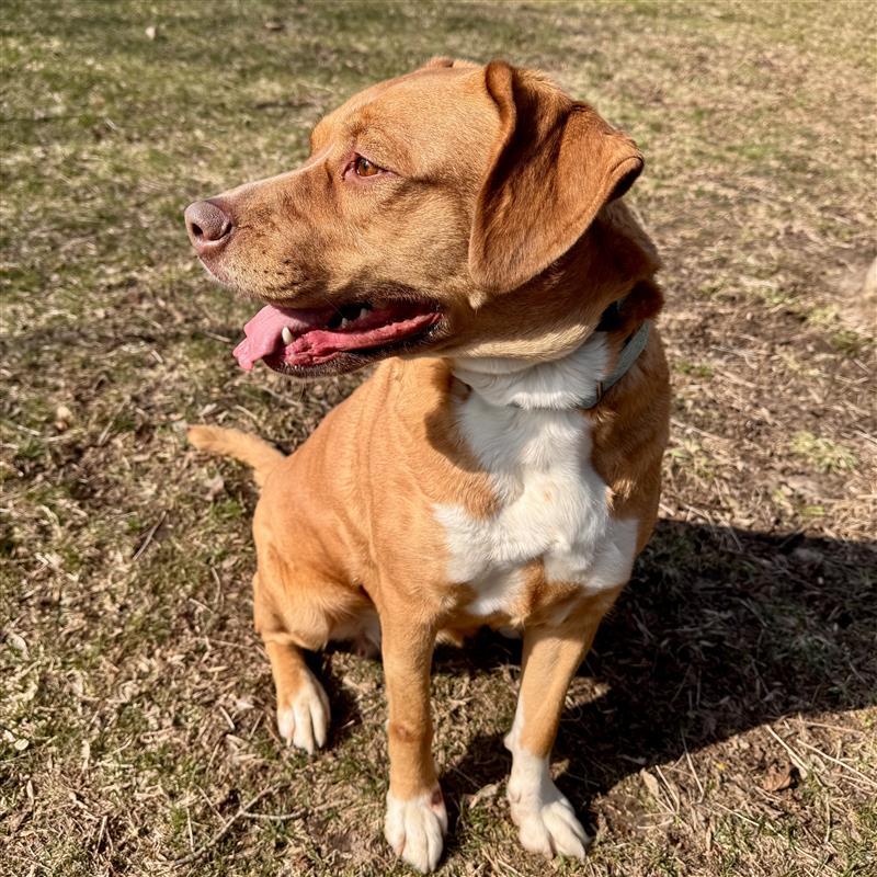 Enlarge Valkyrie, a ADOPTABLE Mixed Breed in Midland, MI image 3/6