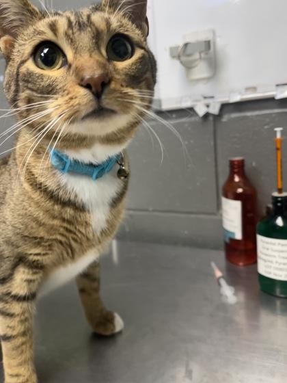 Thea, Adoptable, Adult Female Domestic Short Hair & Domestic Short Hair.