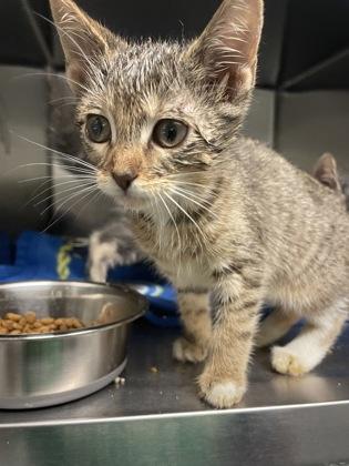 Enlarge Thea, a Adoptable Domestic Short Hair in Fort Worth, TX image 2/2