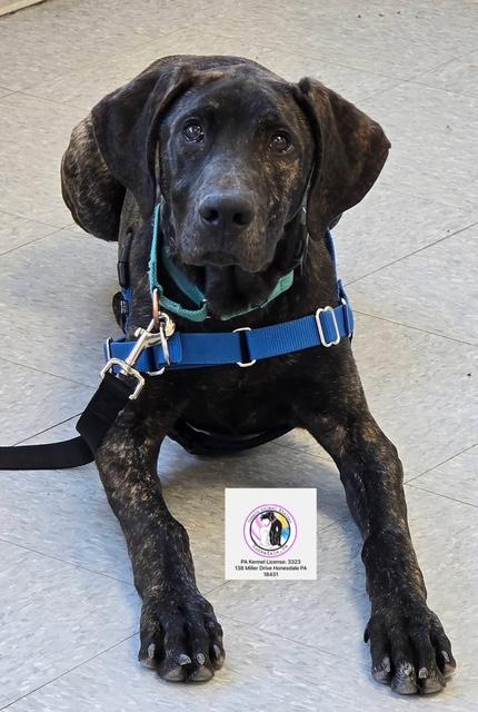 Enlarge Mack *In Prison Program* , an adoptable mixed breed in Honesdale, PA image 2/6