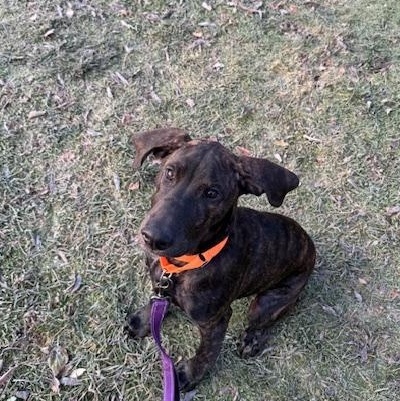 Enlarge Mack *In Prison Program* , an adoptable mixed breed in Honesdale, PA image 4/6