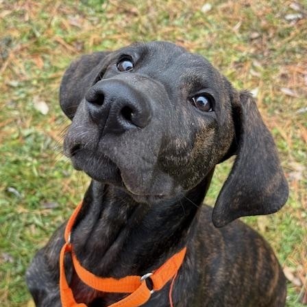 Enlarge Mack *In Prison Program* , an adoptable mixed breed in Honesdale, PA image 5/6