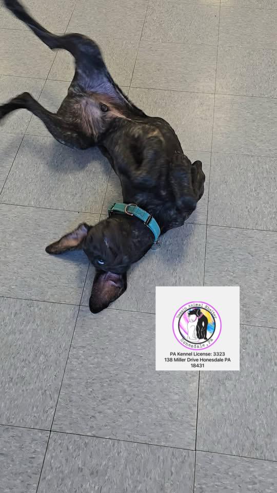 Enlarge Mack *In Prison Program* , an adoptable mixed breed in Honesdale, PA image 3/6