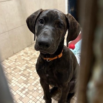 Enlarge Mack *In Prison Program* , an adoptable mixed breed in Honesdale, PA image 6/6