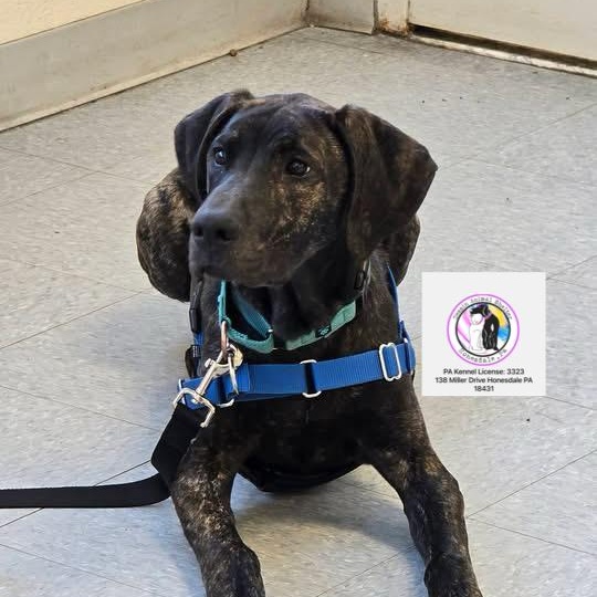 Enlarge Mack *In Prison Program* , an adoptable mixed breed in Honesdale, PA image 1/6