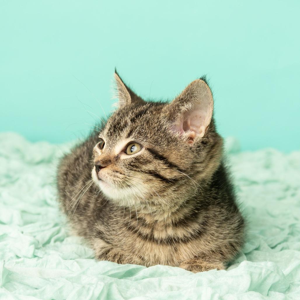 Boohoo, Adoptable, Kitten Female Domestic Short Hair.