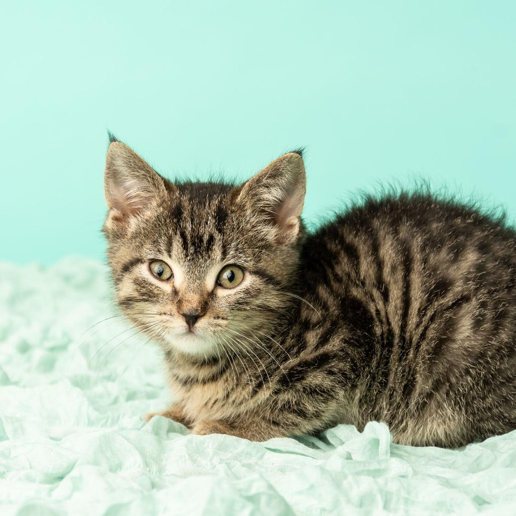 Boohoo, a Adoptable Domestic Short Hair in St. Paul, MN image 2/6