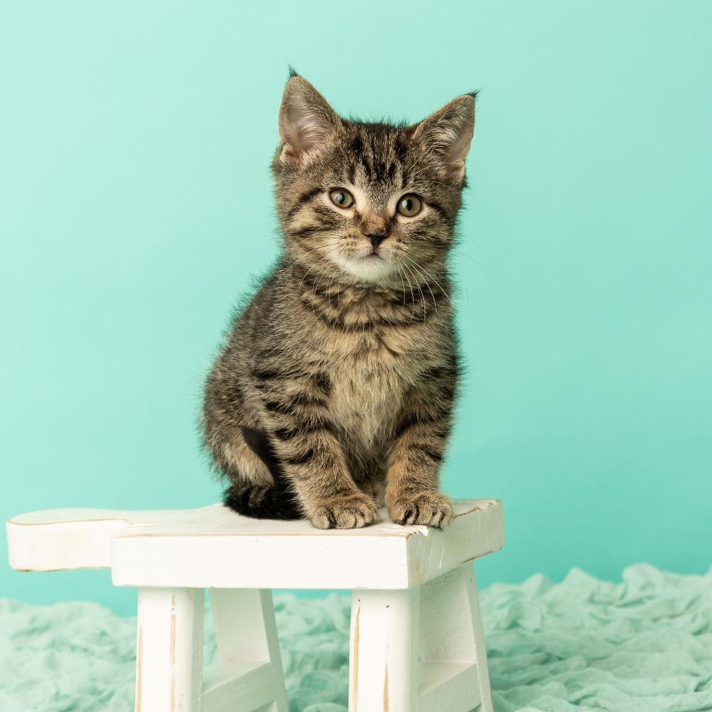 Boohoo, a Adoptable Domestic Short Hair in St. Paul, MN image 3/6