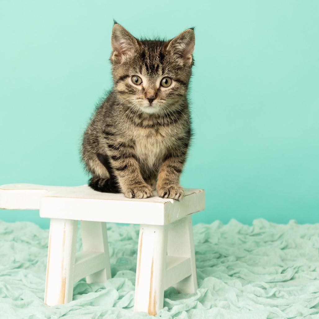 Boohoo, a Adoptable Domestic Short Hair in St. Paul, MN image 4/6