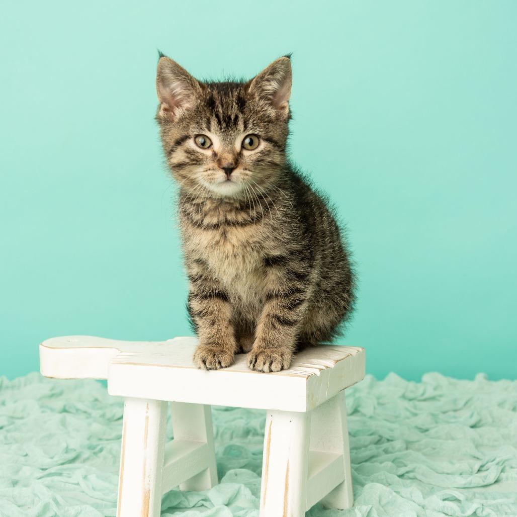 Boohoo, a Adoptable Domestic Short Hair in St. Paul, MN image 5/6