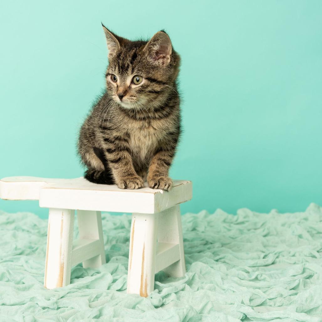 Boohoo, a Adoptable Domestic Short Hair in St. Paul, MN image 6/6