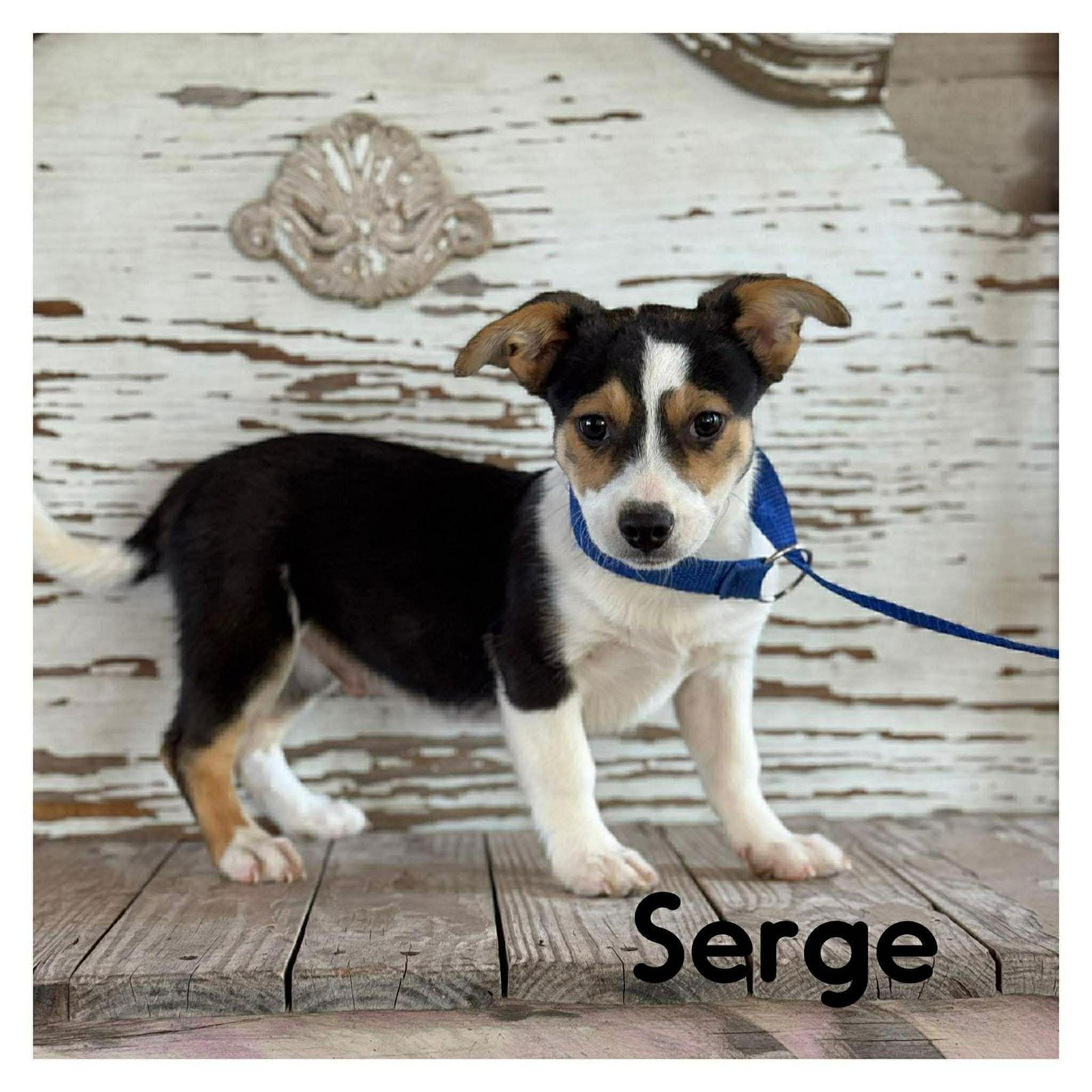Serge, Adopted, Puppy Male Corgi.