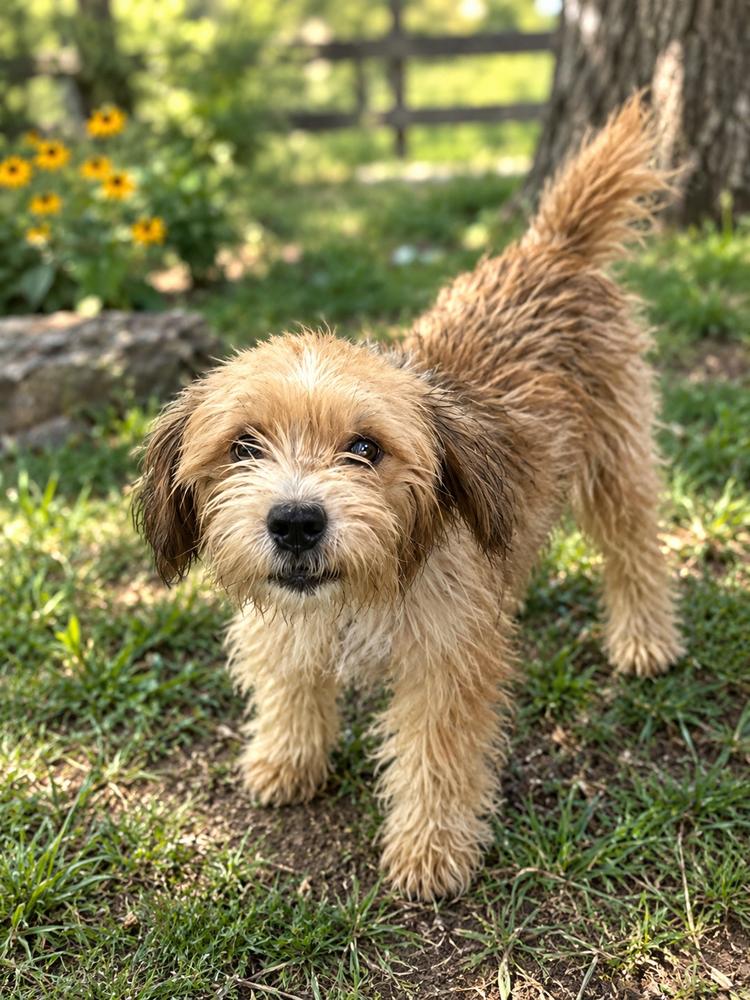 Enlarge Palmer, a Adoptable mixed breed in Brownstown, IN image 1/2