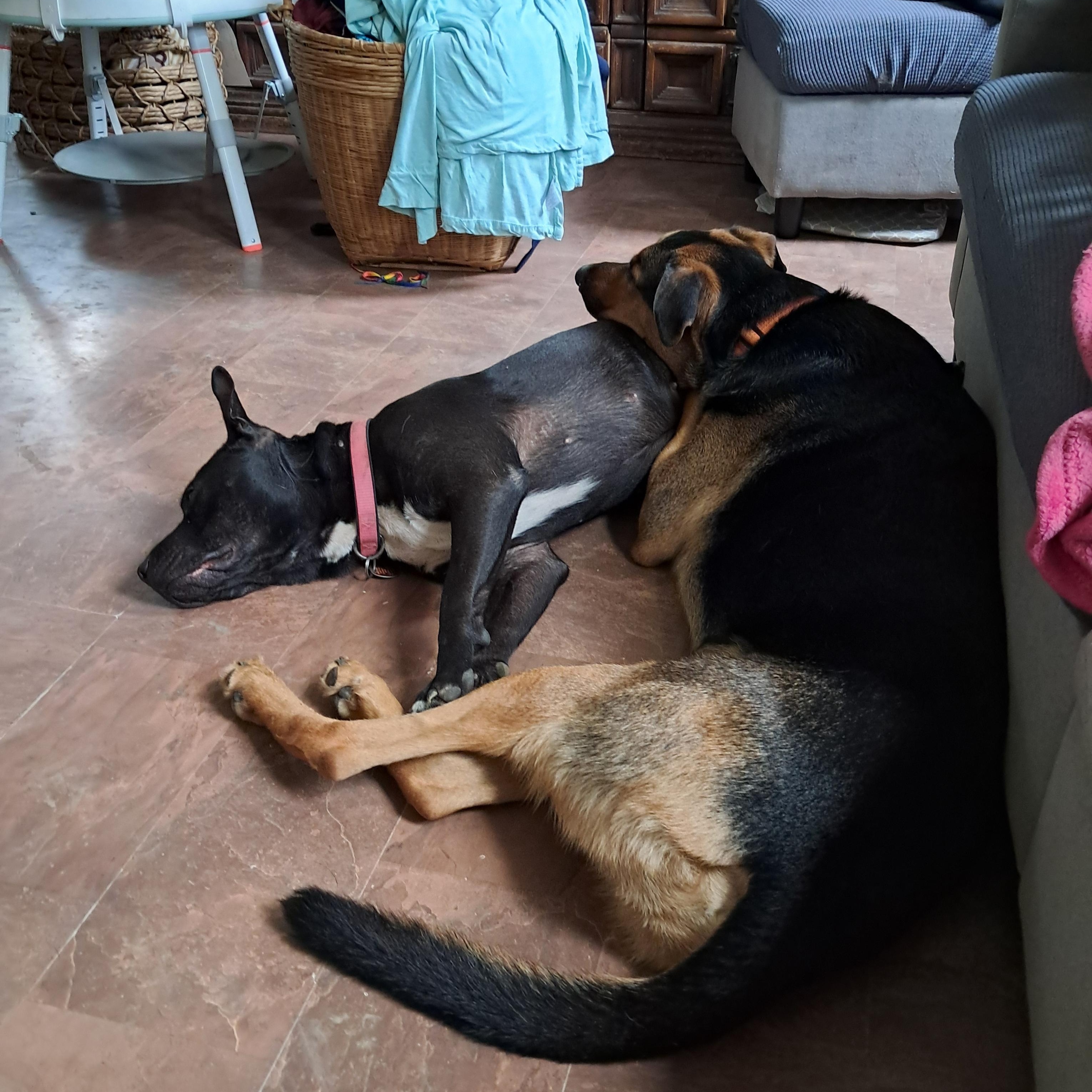 Zane, a ADOPTABLE mixed breed in Bristol, VT image 5/5