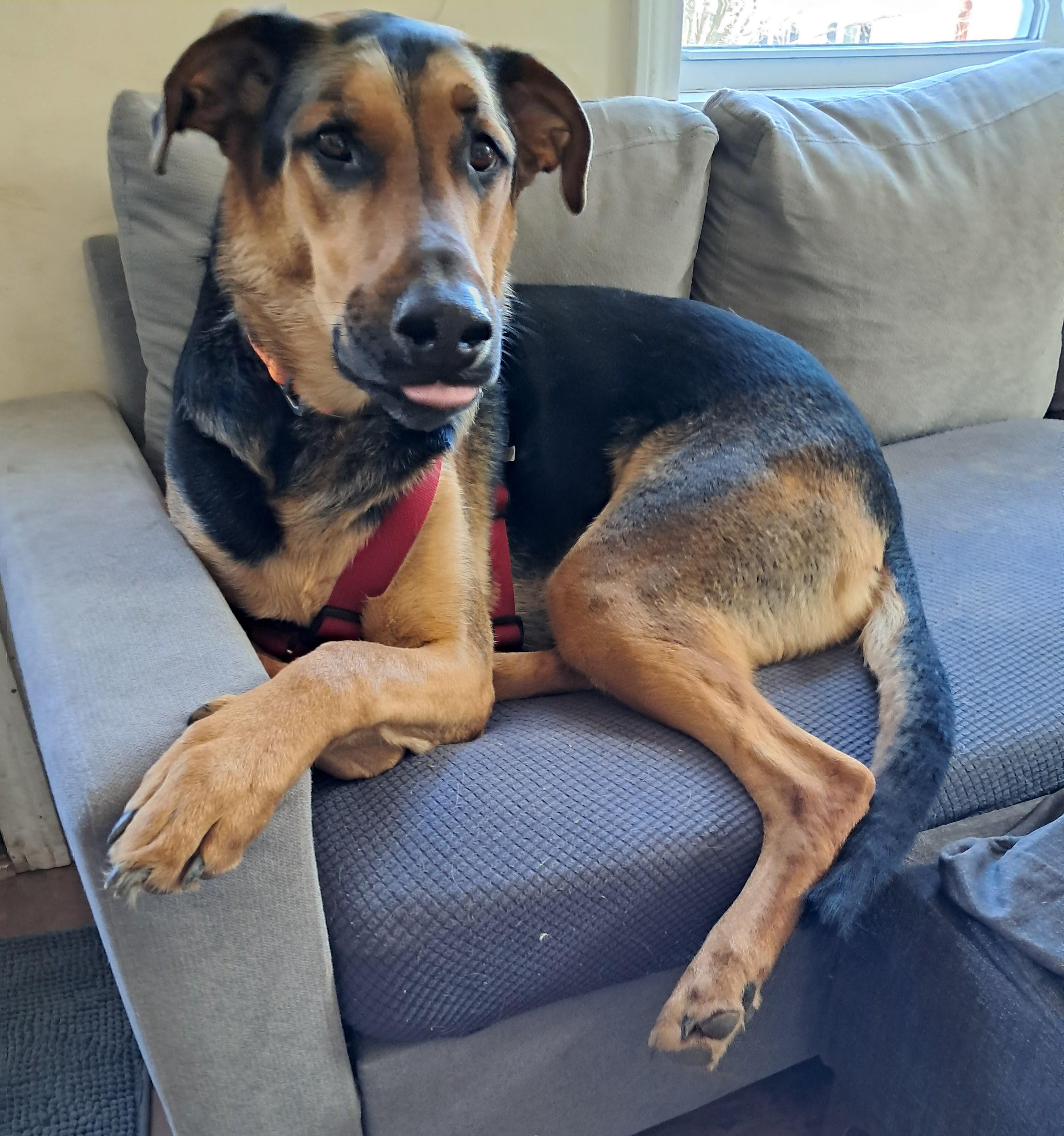 Zane, ADOPTABLE, Adult Male German Shepherd Dog.