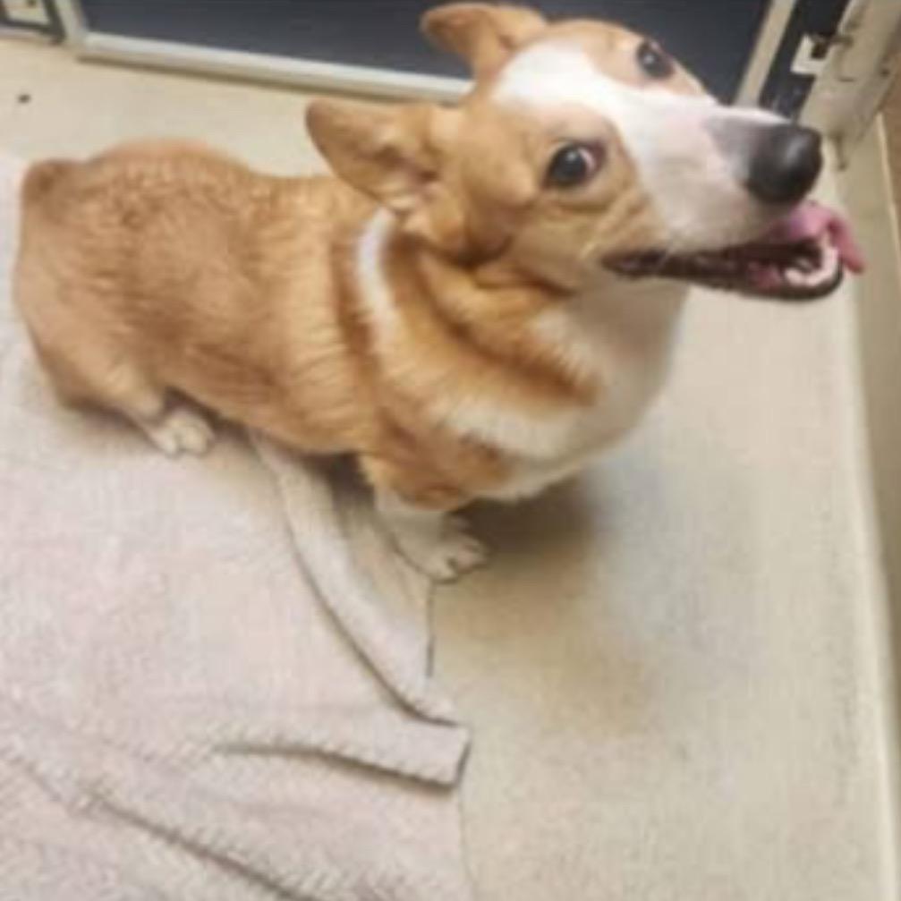 Corgi, Adoptable, Puppy Male Corgi.