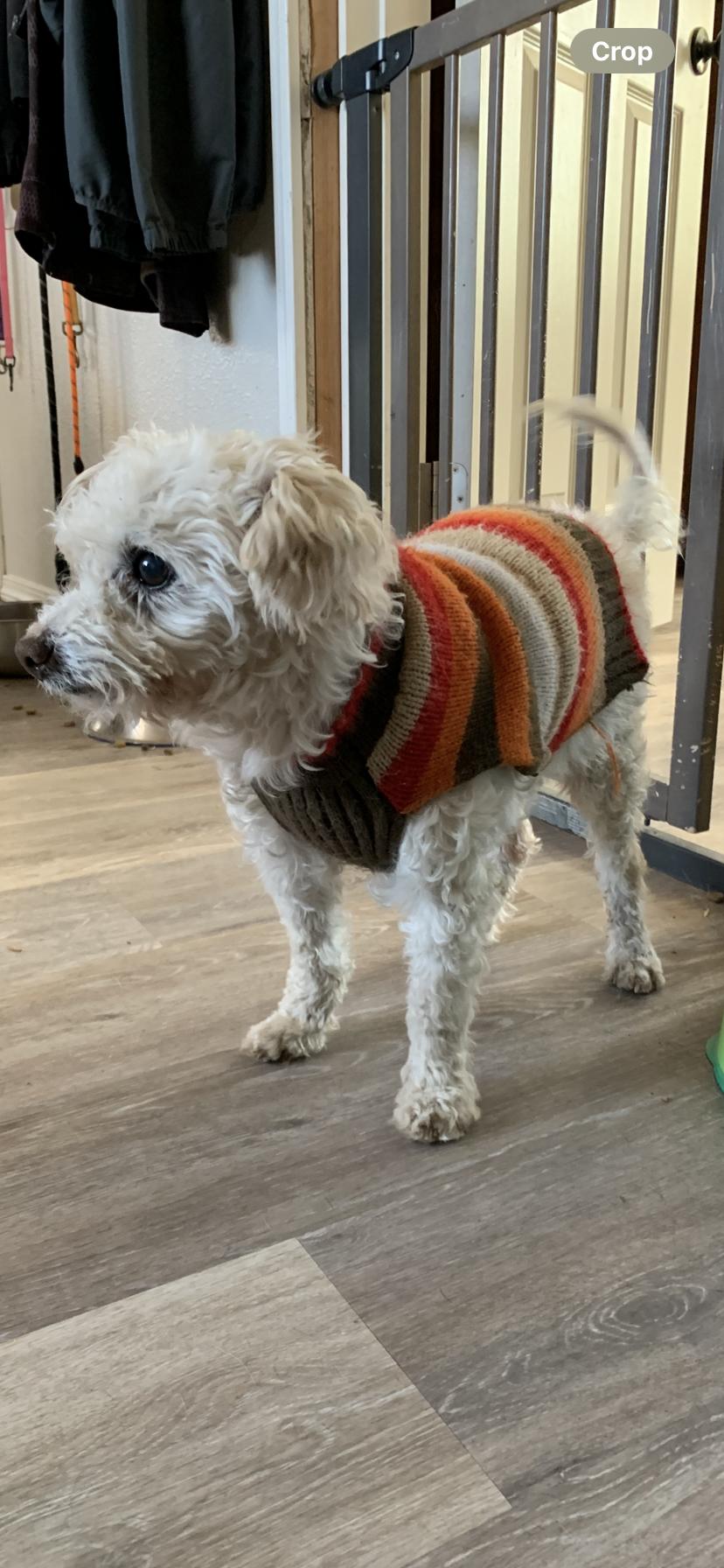 Peanut, adopted, Senior Male Maltipoo.