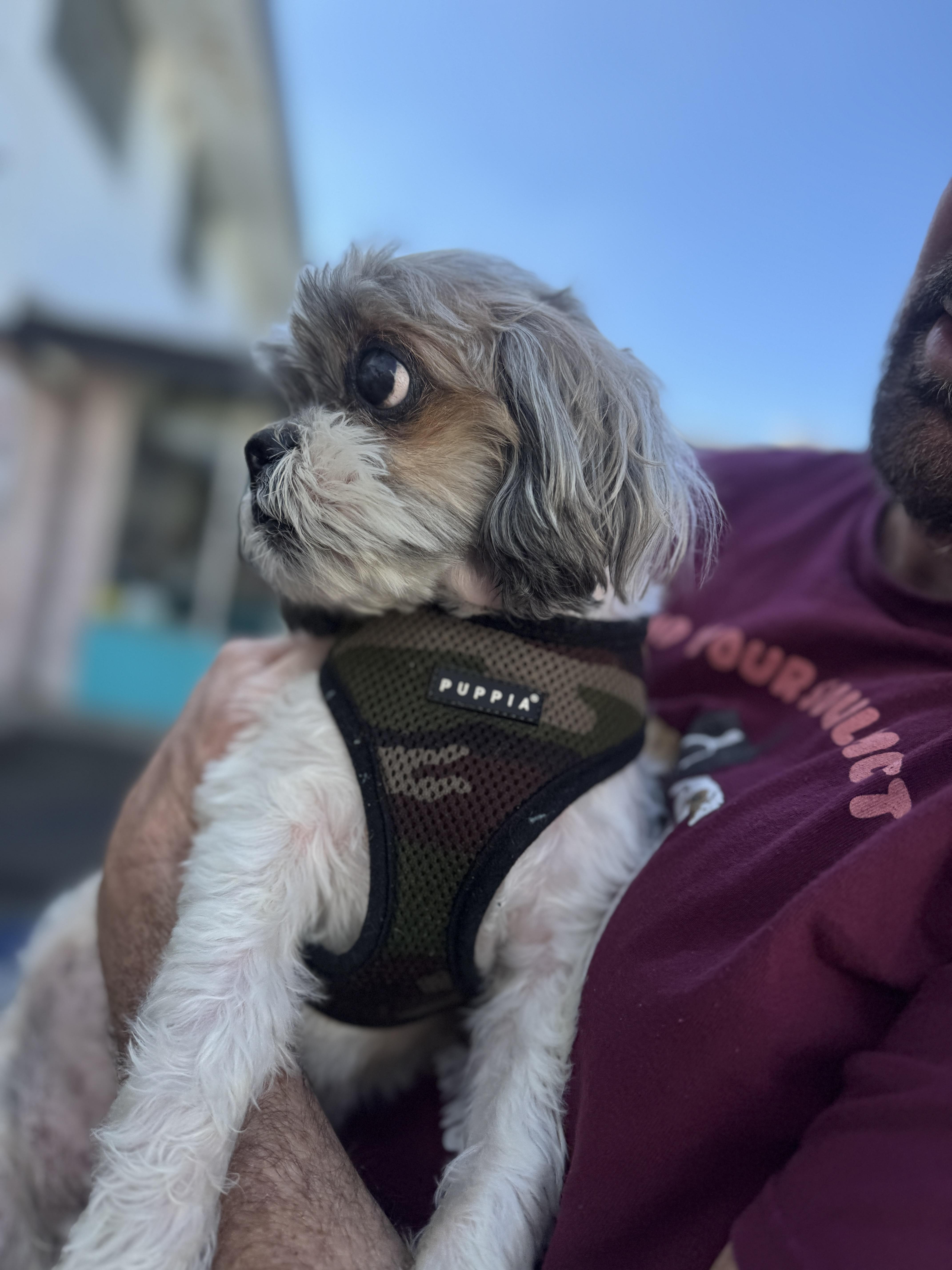 Enlarge Gizmo, a Adoptable Shih Tzu in Beverly Hills, CA image 4/5