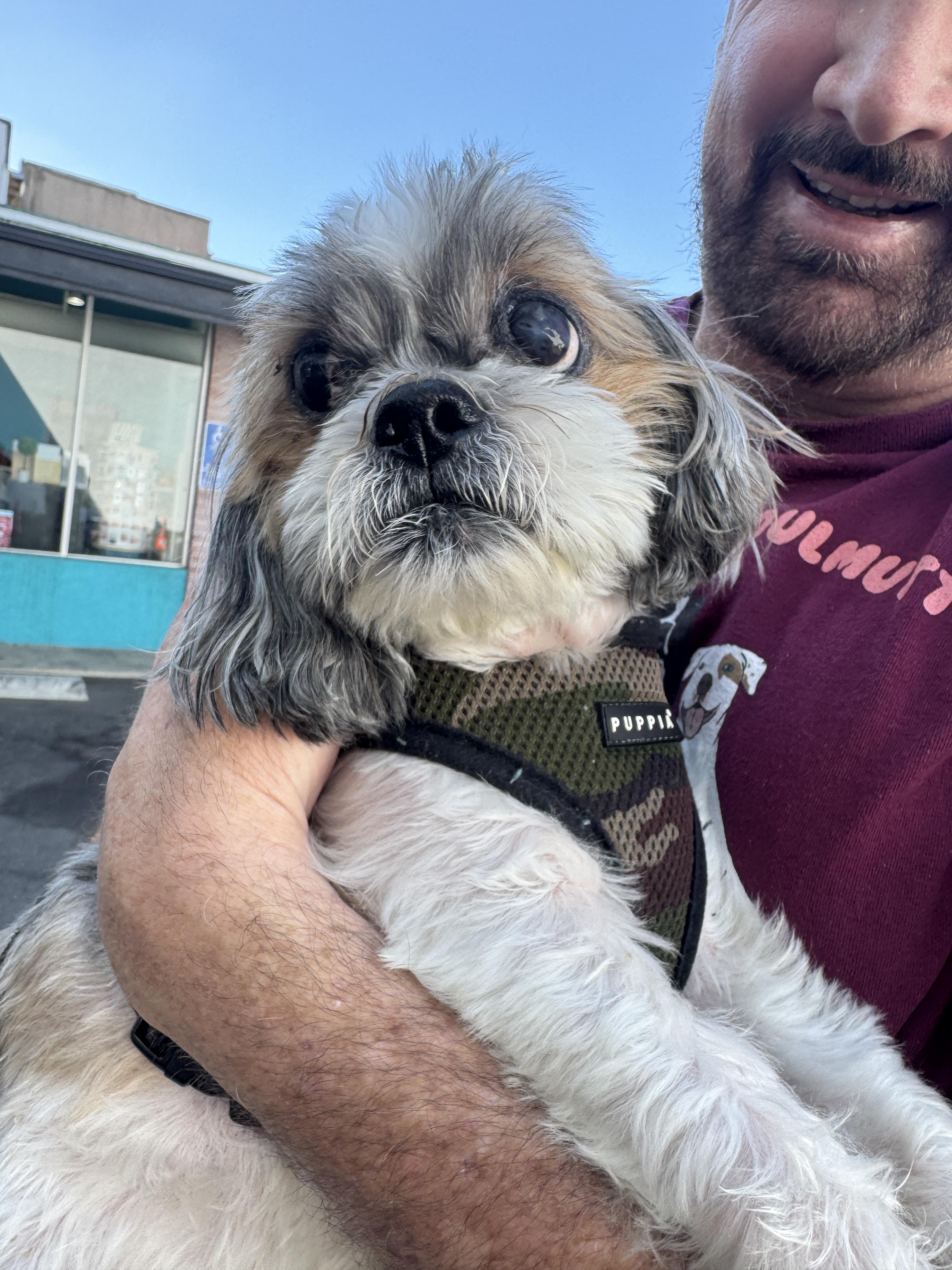 Enlarge Gizmo, a Adoptable Shih Tzu in Beverly Hills, CA image 5/5