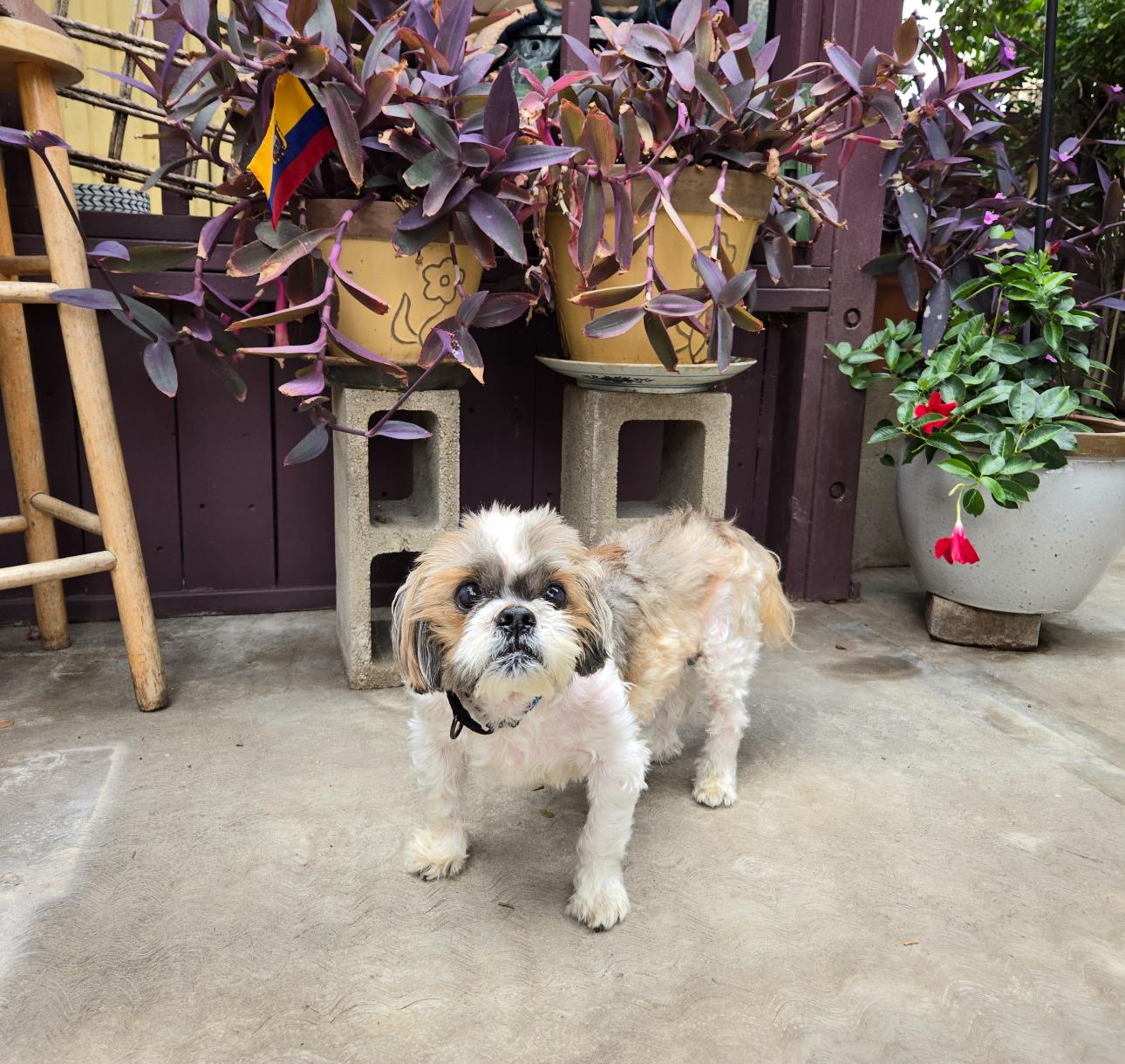 Enlarge Gizmo, a Adoptable Shih Tzu in Beverly Hills, CA image 3/5