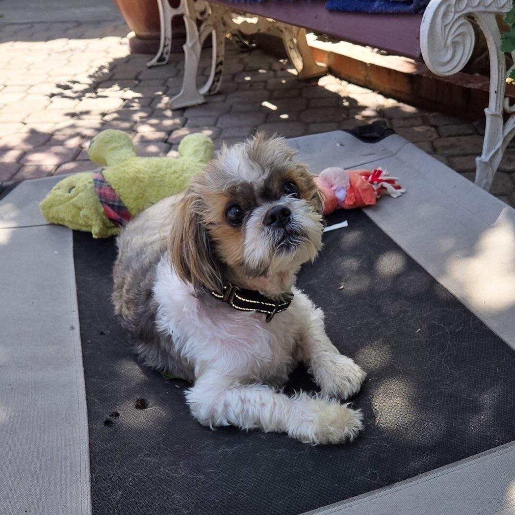 Enlarge Gizmo, a Adoptable Shih Tzu in Beverly Hills, CA image 2/5