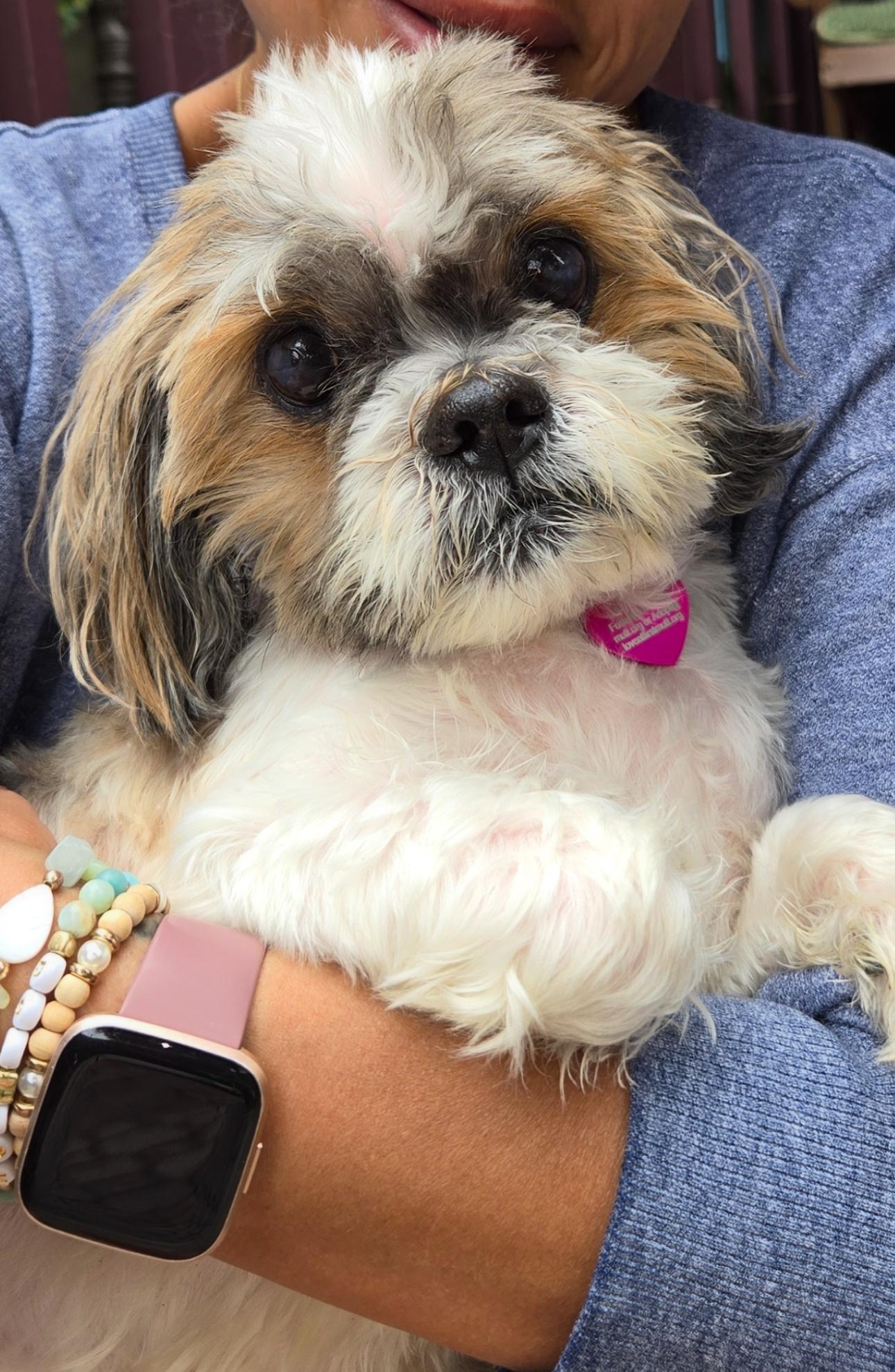 Enlarge Gizmo, a Adoptable Shih Tzu in Beverly Hills, CA image 1/5