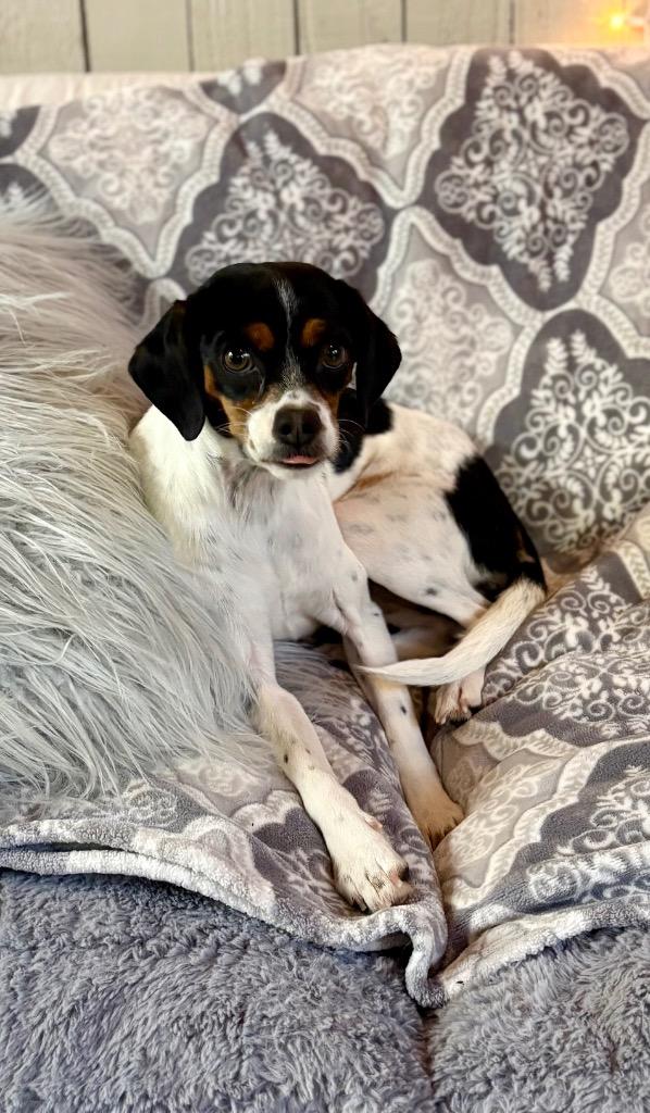 Enlarge Bella Rella, a Adoptable mixed breed in Fort Worth, TX image 1/1