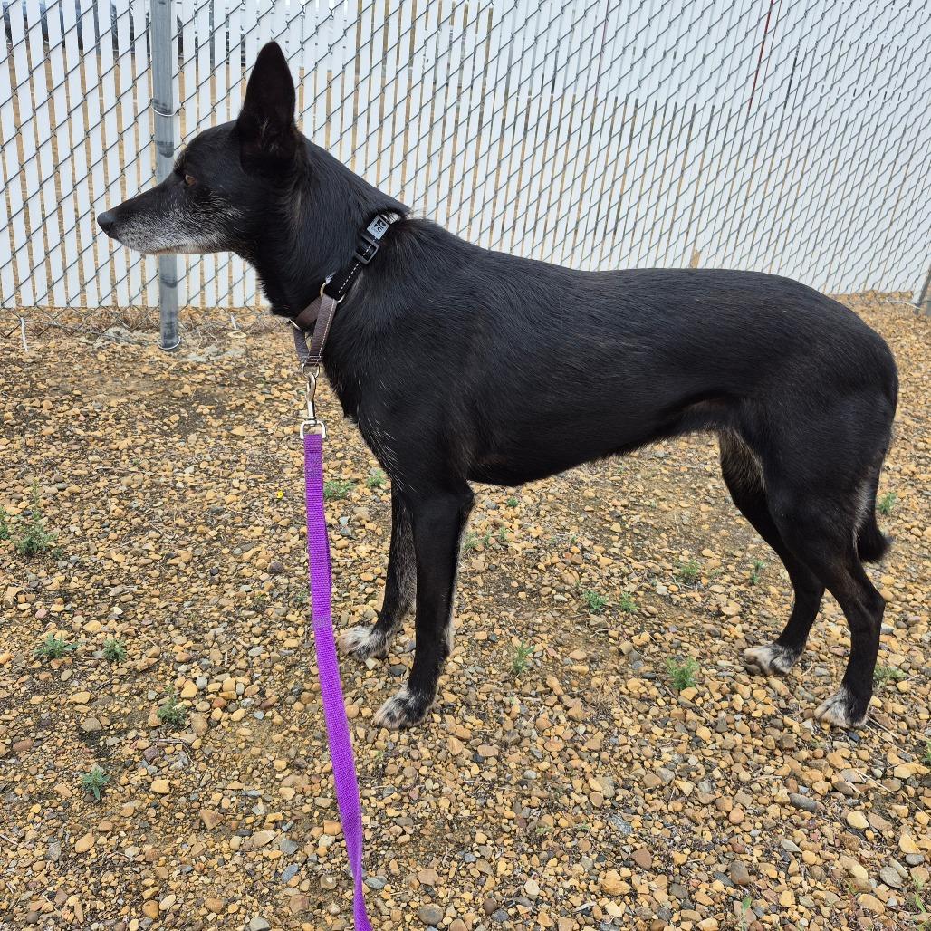 Enlarge Juniper, a Adoptable mixed breed in Drumheller, AB image 1/3