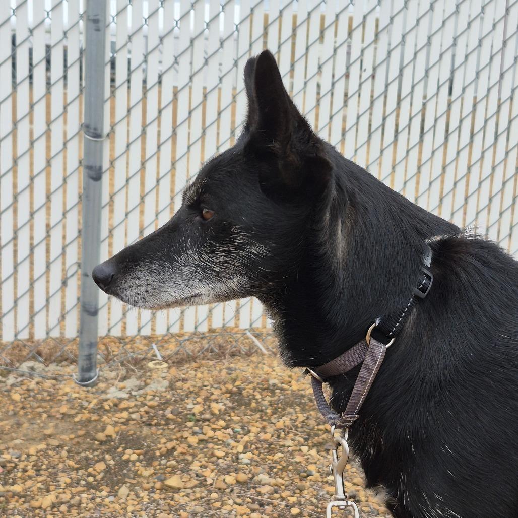 Enlarge Juniper, a Adoptable mixed breed in Drumheller, AB image 3/3