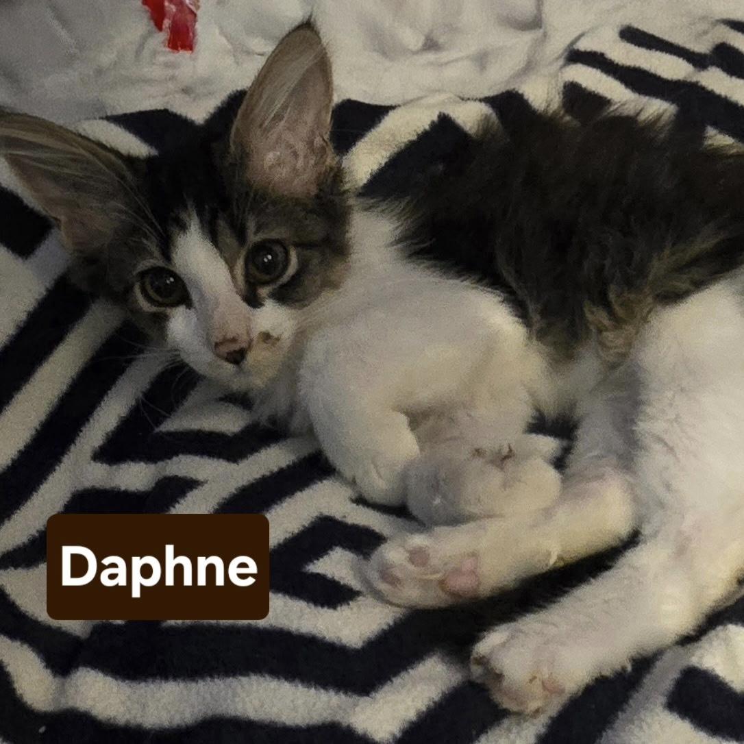 Daphne photo