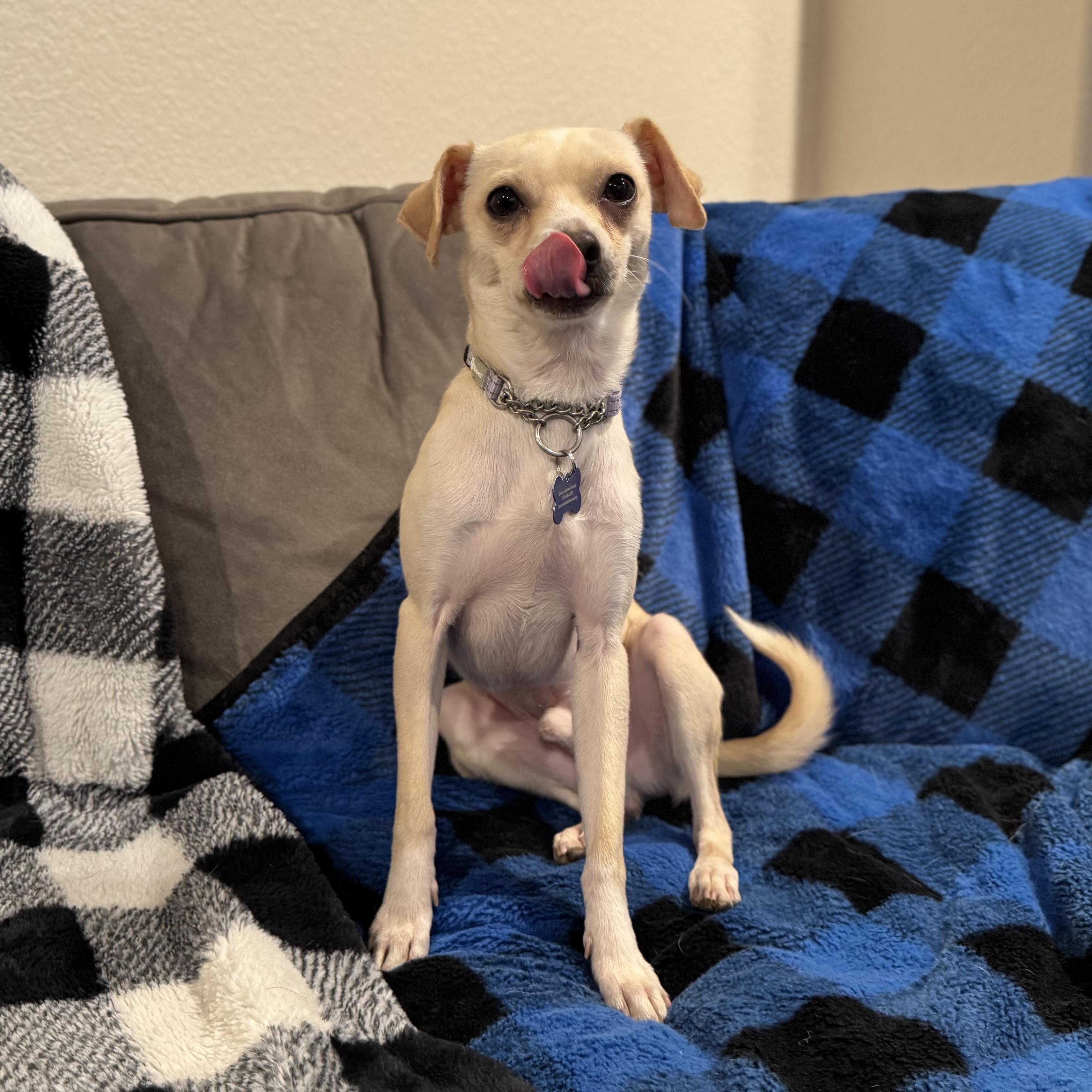 Enlarge Mickey, a ADOPTABLE mixed breed in Fort Collins, CO image 2/6