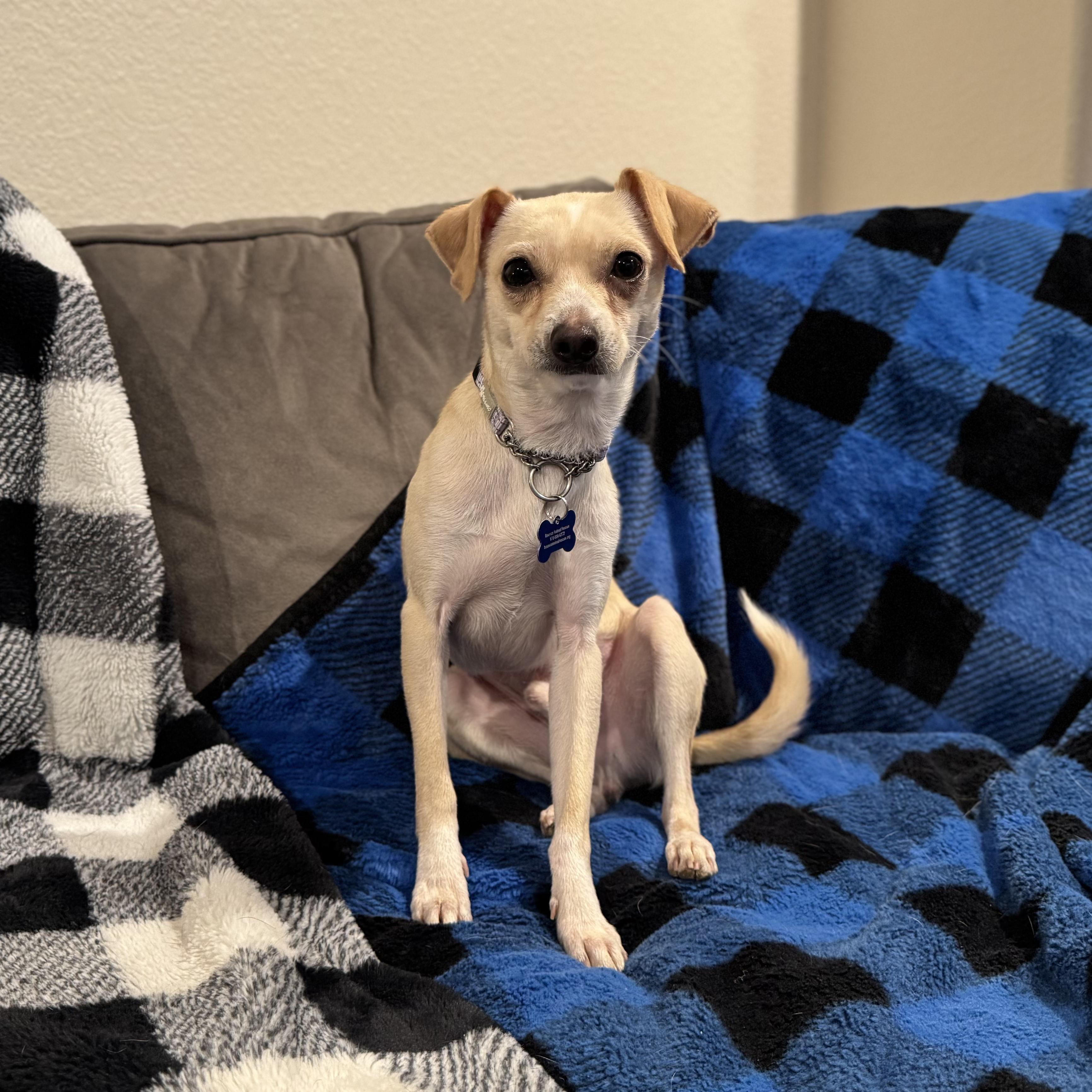 Enlarge Mickey, a ADOPTABLE mixed breed in Fort Collins, CO image 5/6