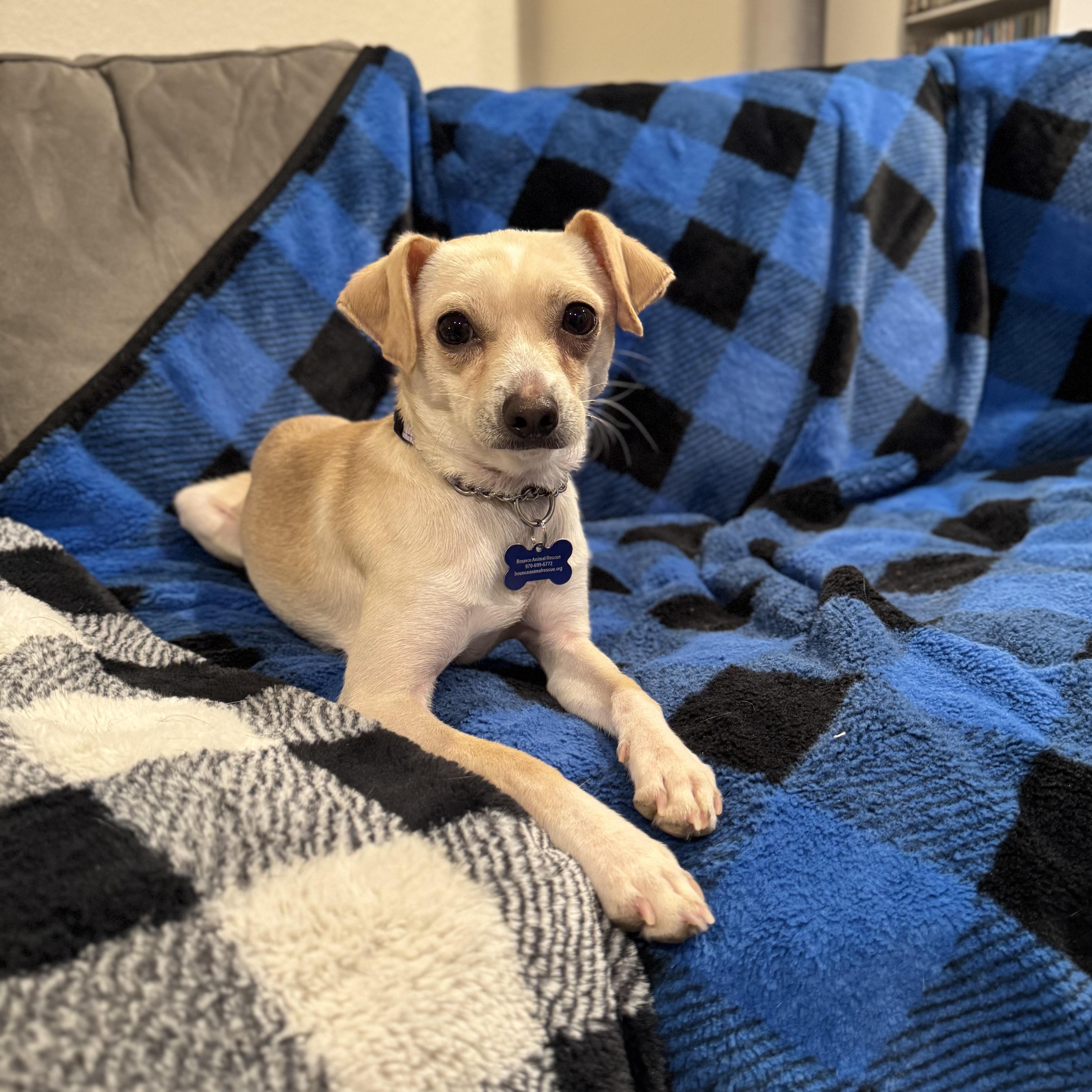 Enlarge Mickey, a ADOPTABLE mixed breed in Fort Collins, CO image 3/6