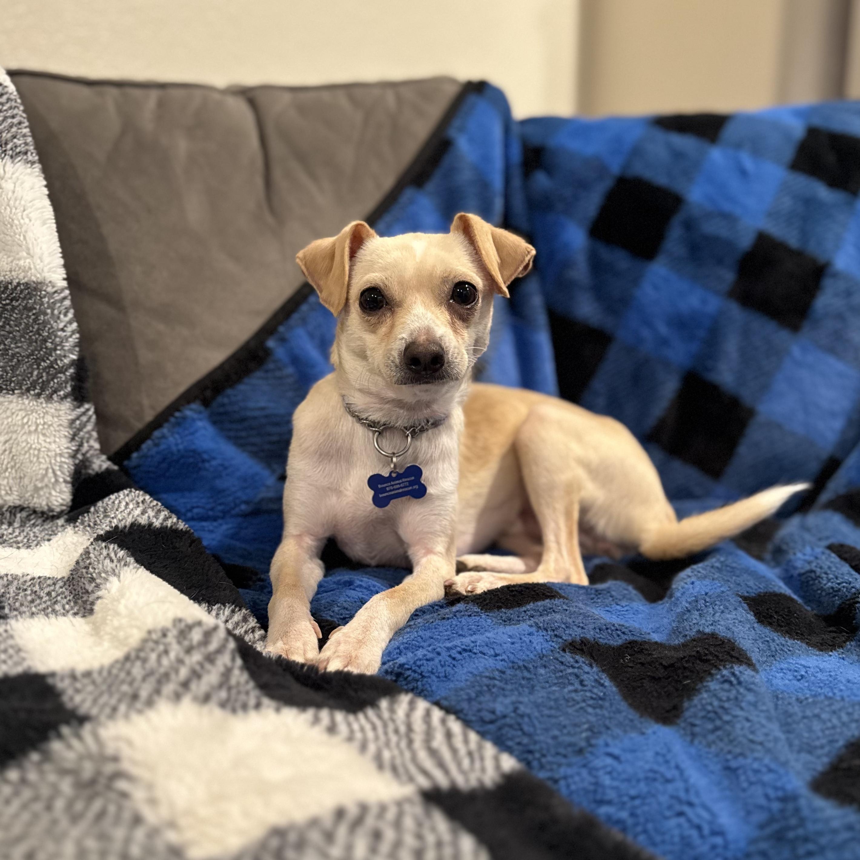 Mickey, ADOPTABLE, Adult Male Chihuahua.