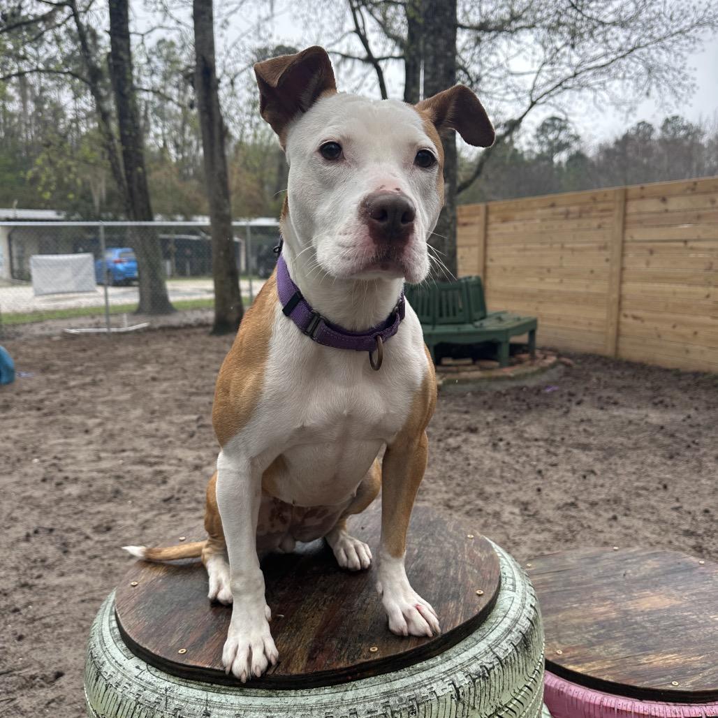 Enlarge Paige 26774, a Adoptable Mixed Breed in Middleburg, FL image 1/6