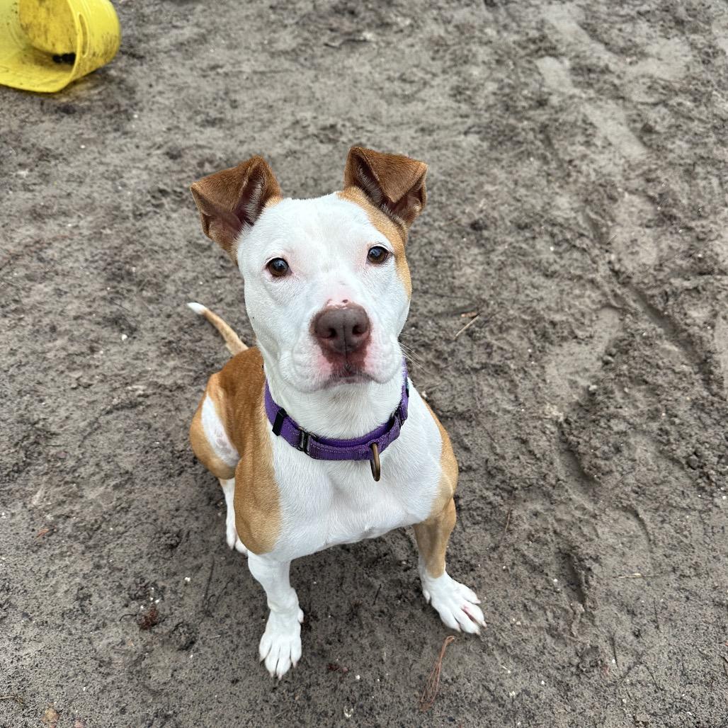 Enlarge Paige 26774, a Adoptable Mixed Breed in Middleburg, FL image 2/6