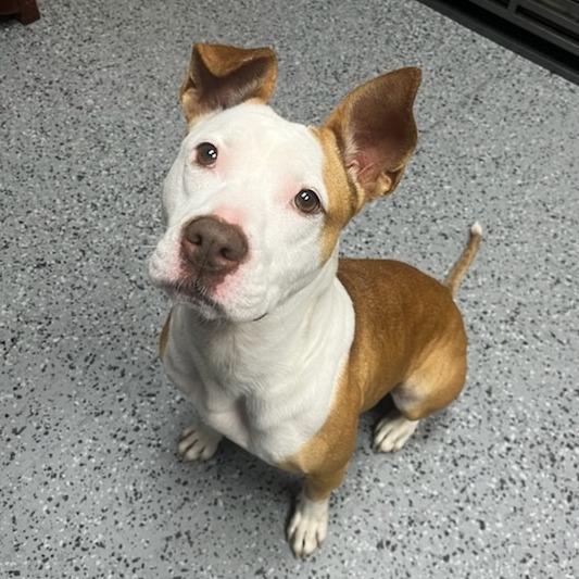 Enlarge Paige 26774, a Adoptable Mixed Breed in Middleburg, FL image 3/6