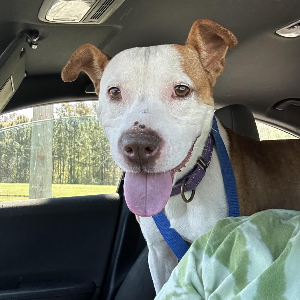 Enlarge Paige 26774, a Adoptable Mixed Breed in Middleburg, FL image 4/6