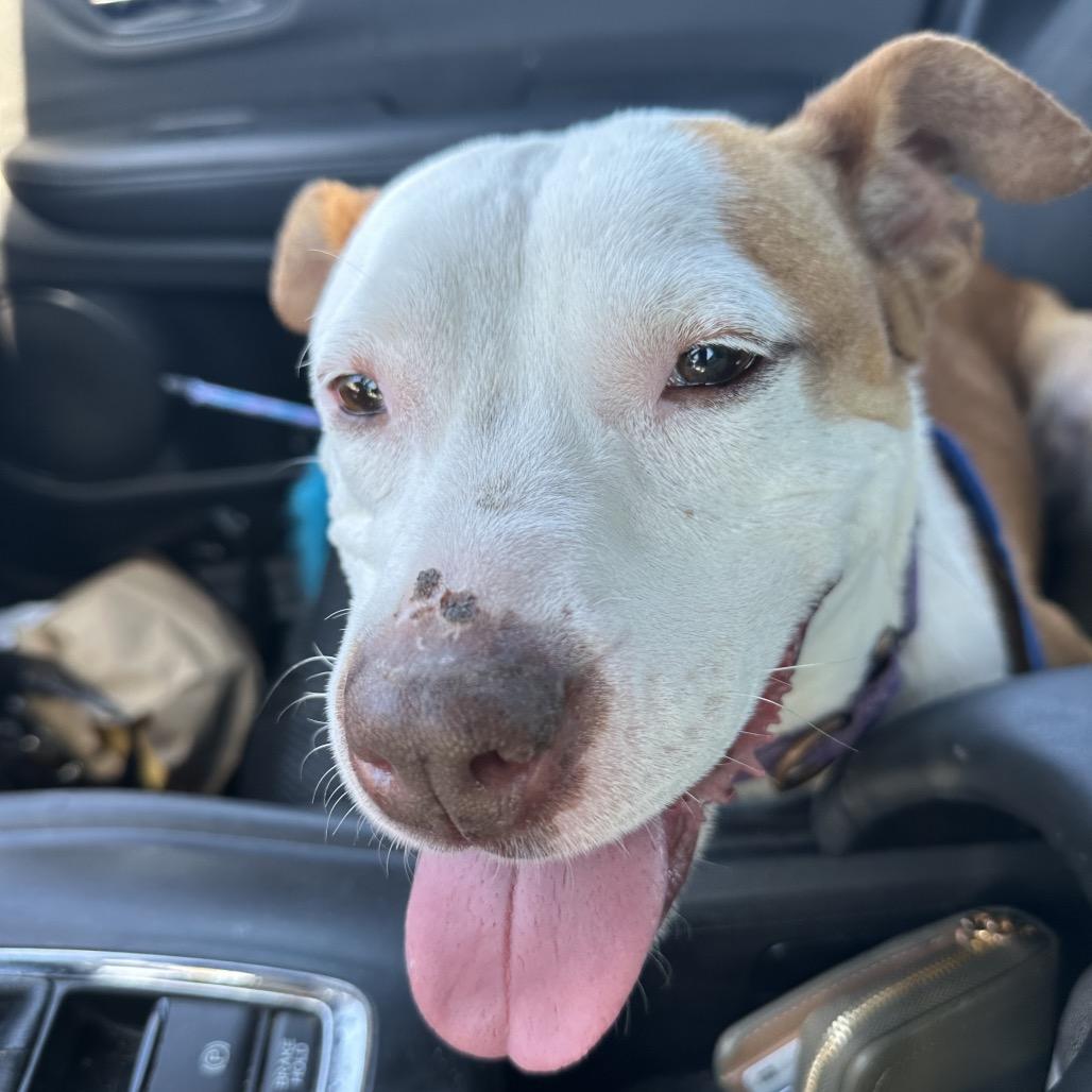 Enlarge Paige 26774, a Adoptable Mixed Breed in Middleburg, FL image 5/6