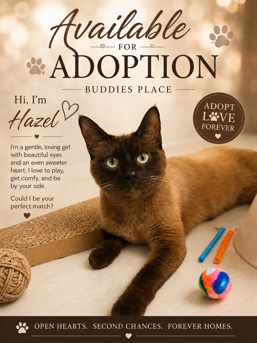 Hazel, ADOPTABLE, Adult Female Siamese & Domestic Short Hair.