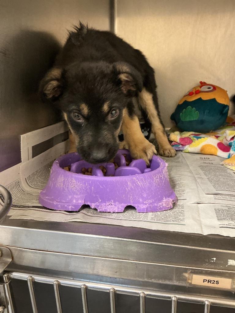 Enlarge Ezekiel, a Adoptable mixed breed in Dyersburg, TN image 1/1