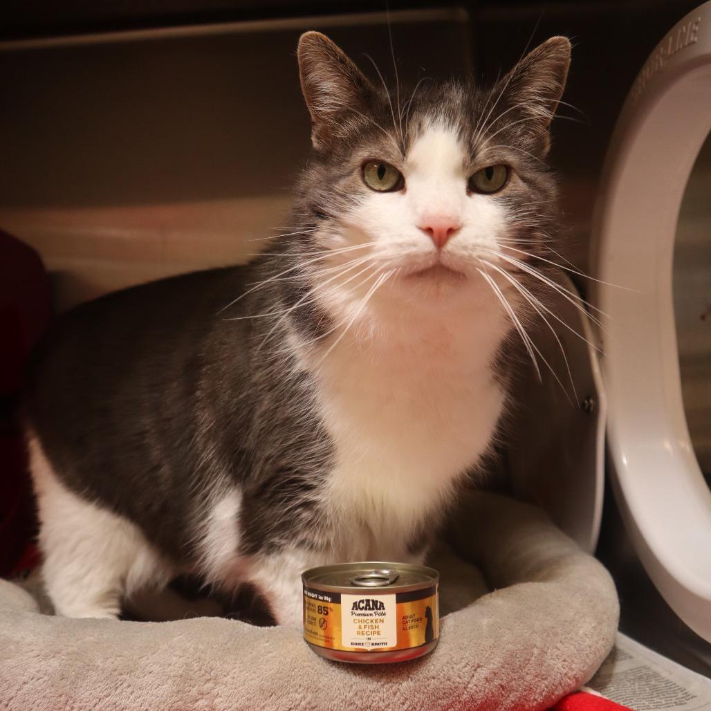 Enlarge Furb, a Adoptable Domestic Short Hair in Waukesha, WI image 1/2